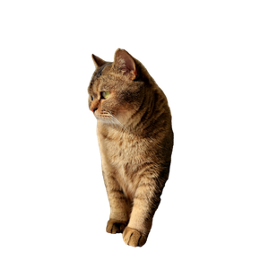 A Serene Cat Gazes Thoughtfully By A Sunlit Window, Basking In Warm Light. 13174 - Cat PNG image with transparent background